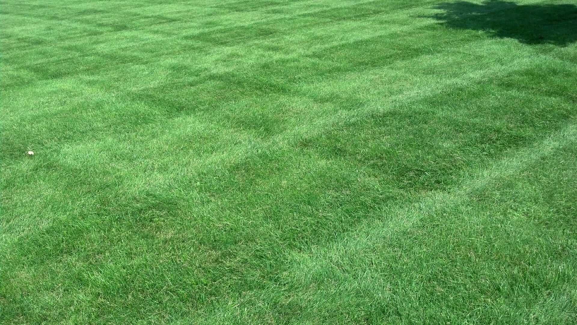 Fertilized lawn that is weed free